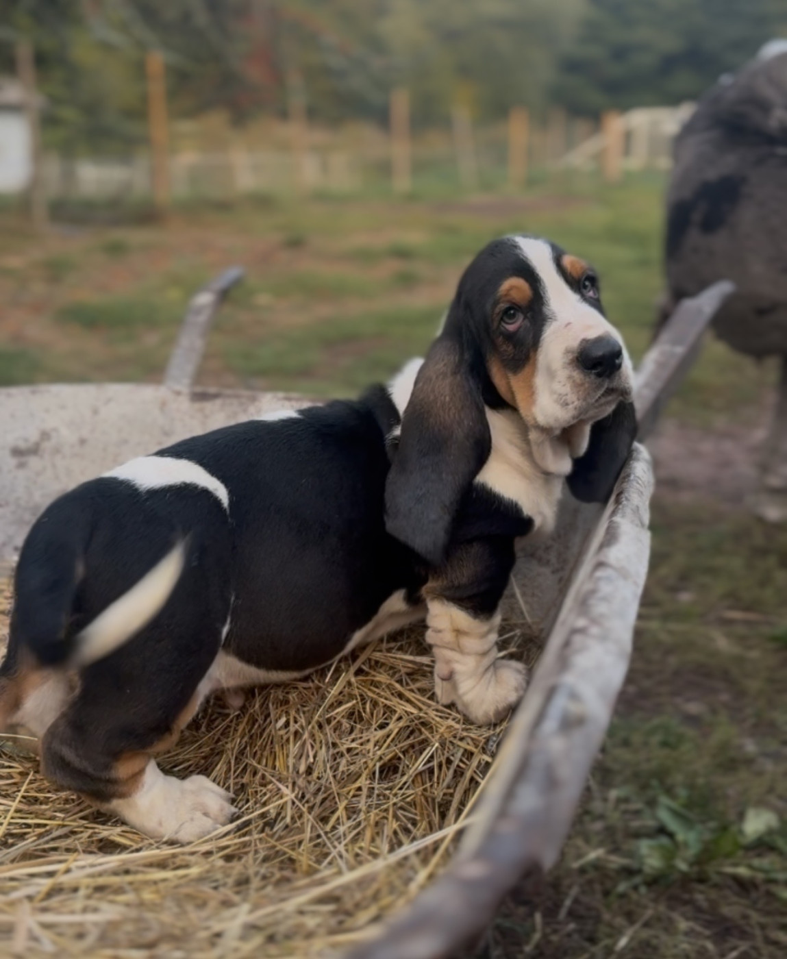 Of Eternal Prestige - Chiots disponibles - Basset Hound