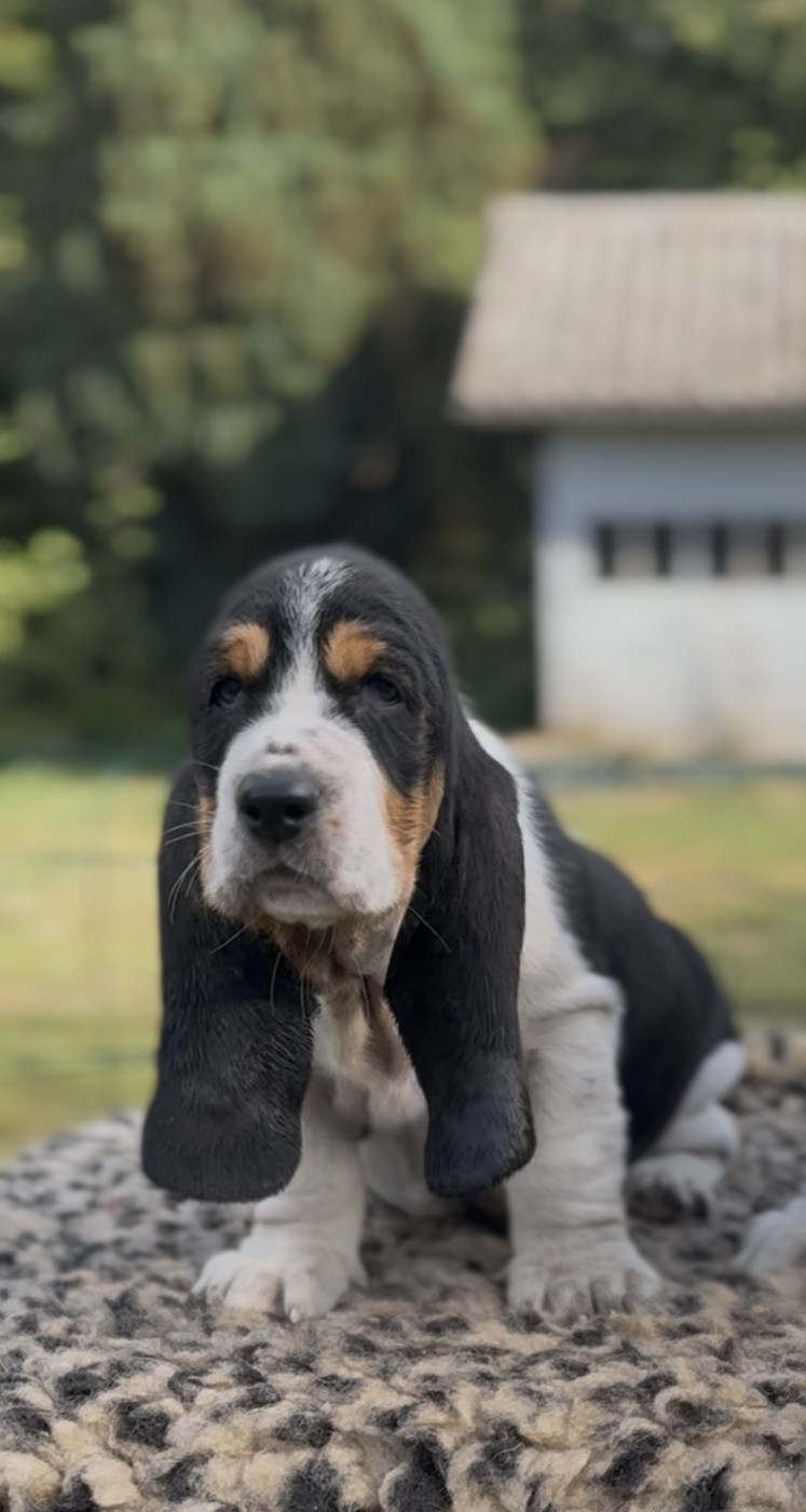 Of Eternal Prestige - Chiots disponibles - Basset Hound